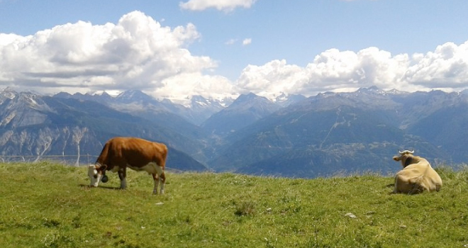 VOYAGES RÉGULIERS EN SUISSE ET CONTRÔLE DE LA QUALITÉ